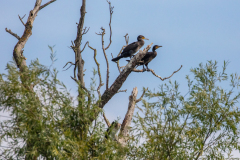l5 Kormorane-Petite-Camargue_D9A6597-Kopie