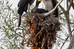 Kormorane-im-Nest-x-Petite-Camargue_87A7184-Kopie