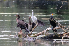 l4 Kormorane-mit-Seidenreiher-Petite-Camargue_D9A6745-Kopie