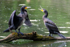 l6 Kormorane-zwei-Petite-Camargue_D9A6769-Kopie
