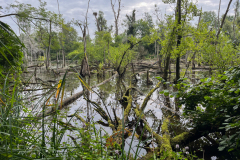 l8 Landschaft-Petite-Camargue_7514