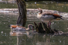 o2 Nilganse-Petite-Camargue_87A3902