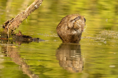 m5 Nutria-Petite-Camargue_23I9094