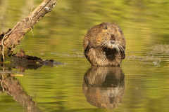 m7 Nutria-Petite-Camargue_23I9111-Kopie