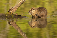 m8 Nutria-Petite-Camargue_23I9122-Kopie