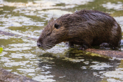 n92 Nutria-Petite-Camargue_D9A7224-Kopie