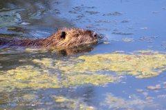 m2 Nutria-Petite-Camargue_D9A7231-Kopie
