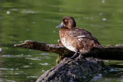 Reiherente-Petite-Camargue_D9A6996-Kopie