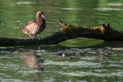 Reiherente-auf-Baumstamm-Petite-Camargue_D9A7047-Kopie