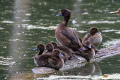 r2 Reiherentenfamilie-Petite-Camargue_D9A6657-Kopie
