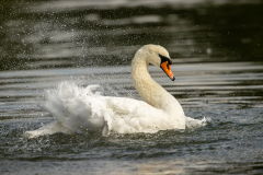 s4 Schwan-Petite-Camargue_23I9426