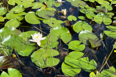 o1 Seerosenteich-Petite-Camargue_7417-3