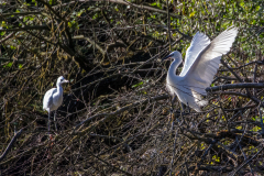 s985  Seidenreiher-Petite-Camargue_D9A6456-Kopie