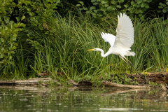 m1 Silberreiher-Petite-Camargue_23I9019