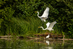t6 Silberreiher-Petite-Camargue_23I9049-Kopie