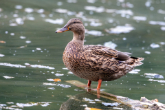 s91 Stockente-female-5Ds-Petite-Camargue_D9A5808
