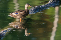 s984 Stockente-female-Petite-Camargue_D9A7612-Kopie