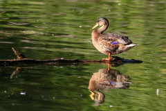 s97 Stockente-frmale-Petite-Camargue_D9A6788-Kopie