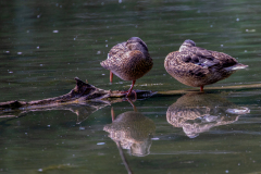 s94 Stockenten-females-5Ds-Petite-Camargue_87A3650