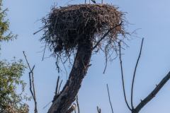 r1 Storch-Petite-Camargue_87A5615-Kopie