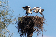 r13 Storche-tanzen-im-Nest-Petite-Camargue_D9A7247-Kopie