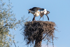 r15 Storche-tanzen-im-Nest-Petite-Camargue_D9A7261-Kopie