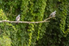 p5 Tauben-Petite-Camargue_23I8362-Kopie