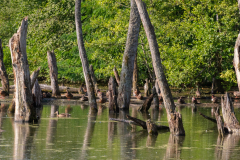 k95 Totholz-Petite-Camargue_D9A7107-Kopie