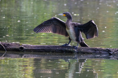 l41 kormoran-Betite-Camargue_D9A7509-Kopie