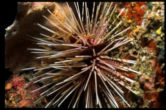 Seeigel