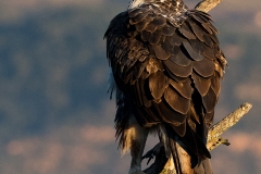 Habichtsadler 11