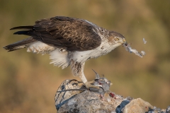 Habichtsadler 4