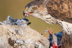 Habichtsadler 7