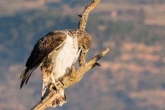 Habichtsadler 211