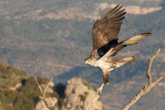 Habichtsadler 3