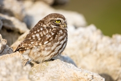 Little Owl 2