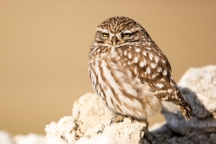 Little Owl 1
