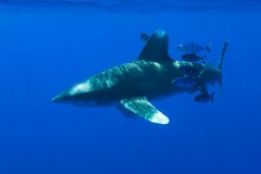 Red Sea Brother Islands 2007