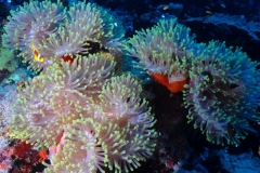 Anemonenkolonie