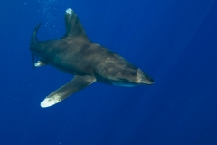 Longimanus11