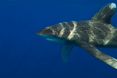 Longimanus14