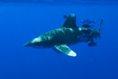 Longimanus6
