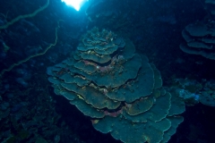 Korallen14
