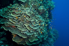 Korallen9