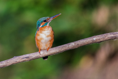 R73 Kingfisher_87a2375