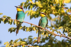 B91 Bee Eater_87a2573