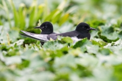 R61 Black Tern_1DX1340