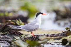 E4 Common Tern_87a1993