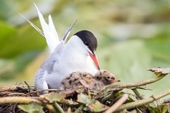 E1 Common Tern_87a2006
