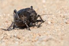 Q7 Cricket_87a2758